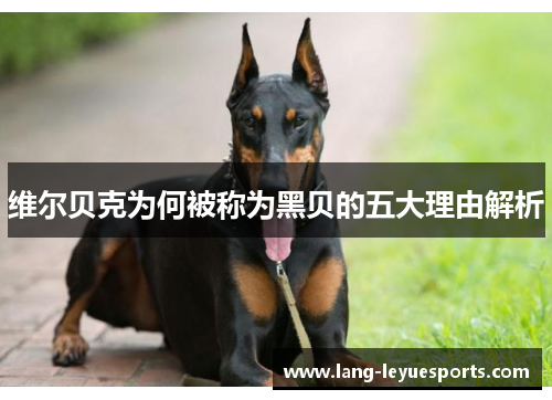 维尔贝克为何被称为黑贝的五大理由解析 维尔贝克为何被称为黑贝的五大理由解析